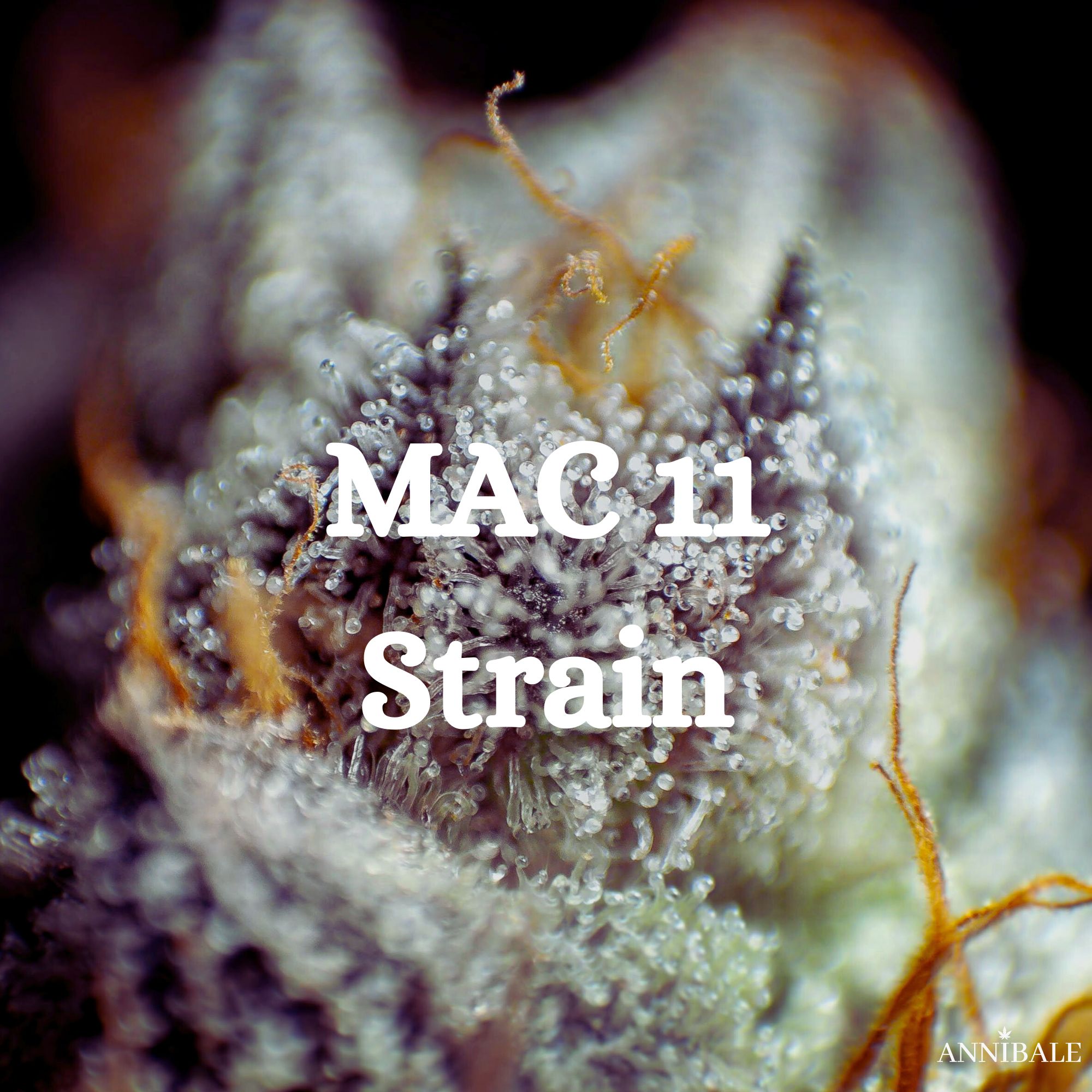 Mac 11 Strain Cannabis