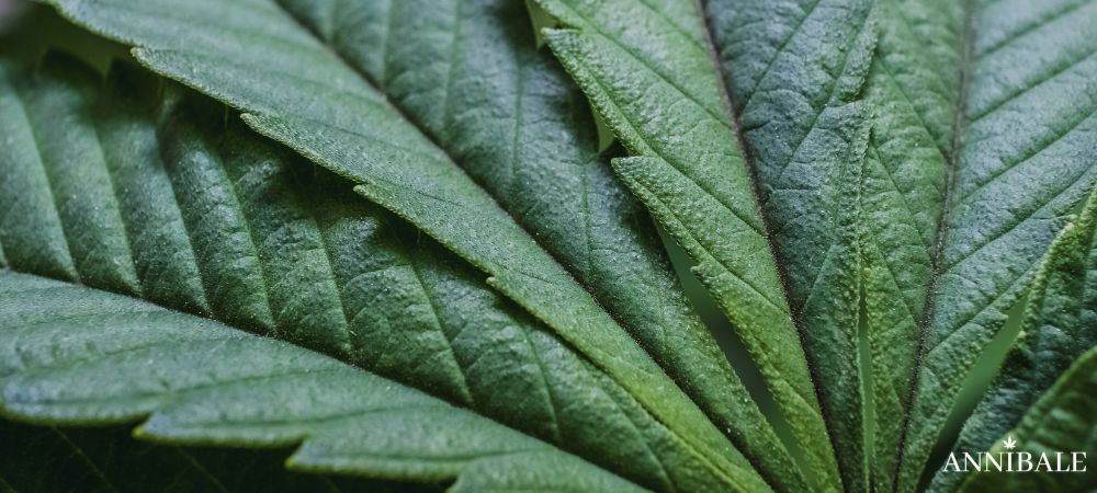 Mistakes Cannabis Grow (1)