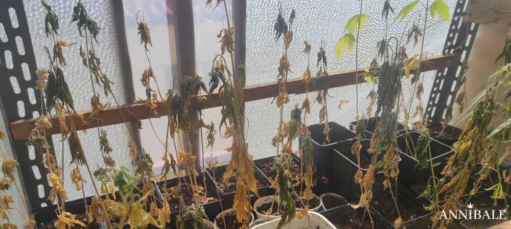 Mistakes Cannabis Grow