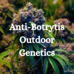 No Botrytis Genetics Outdoor Cannabis