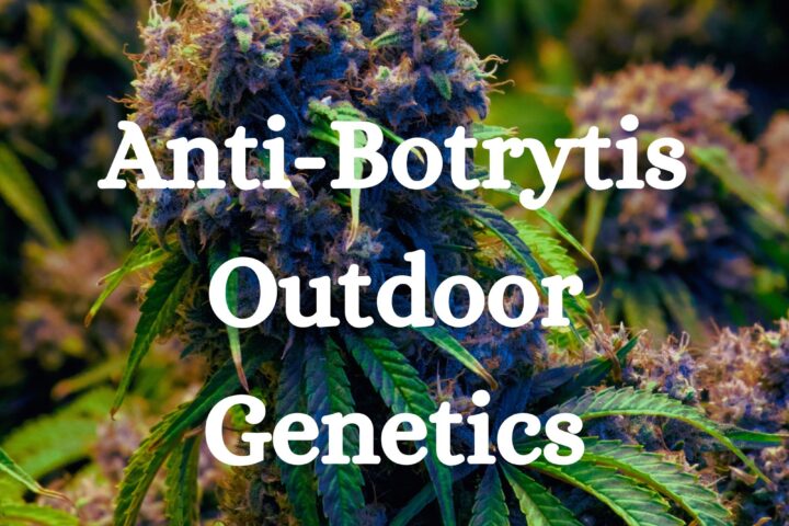 No Botrytis Genetics Outdoor Cannabis