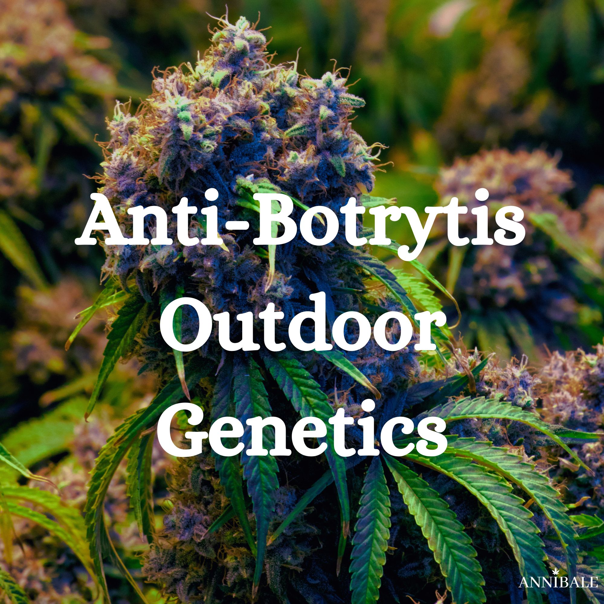 No Botrytis Genetics Outdoor Cannabis