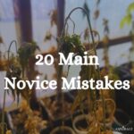 20 common Novice Mistakes Cannabis Grow