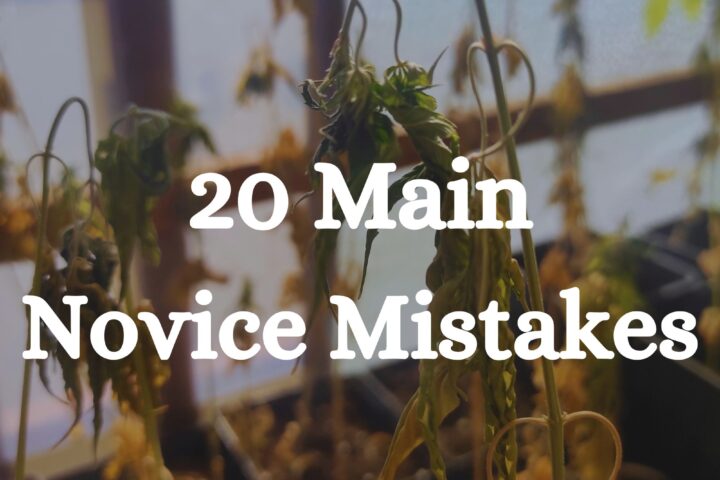 20 common Novice Mistakes Cannabis Grow
