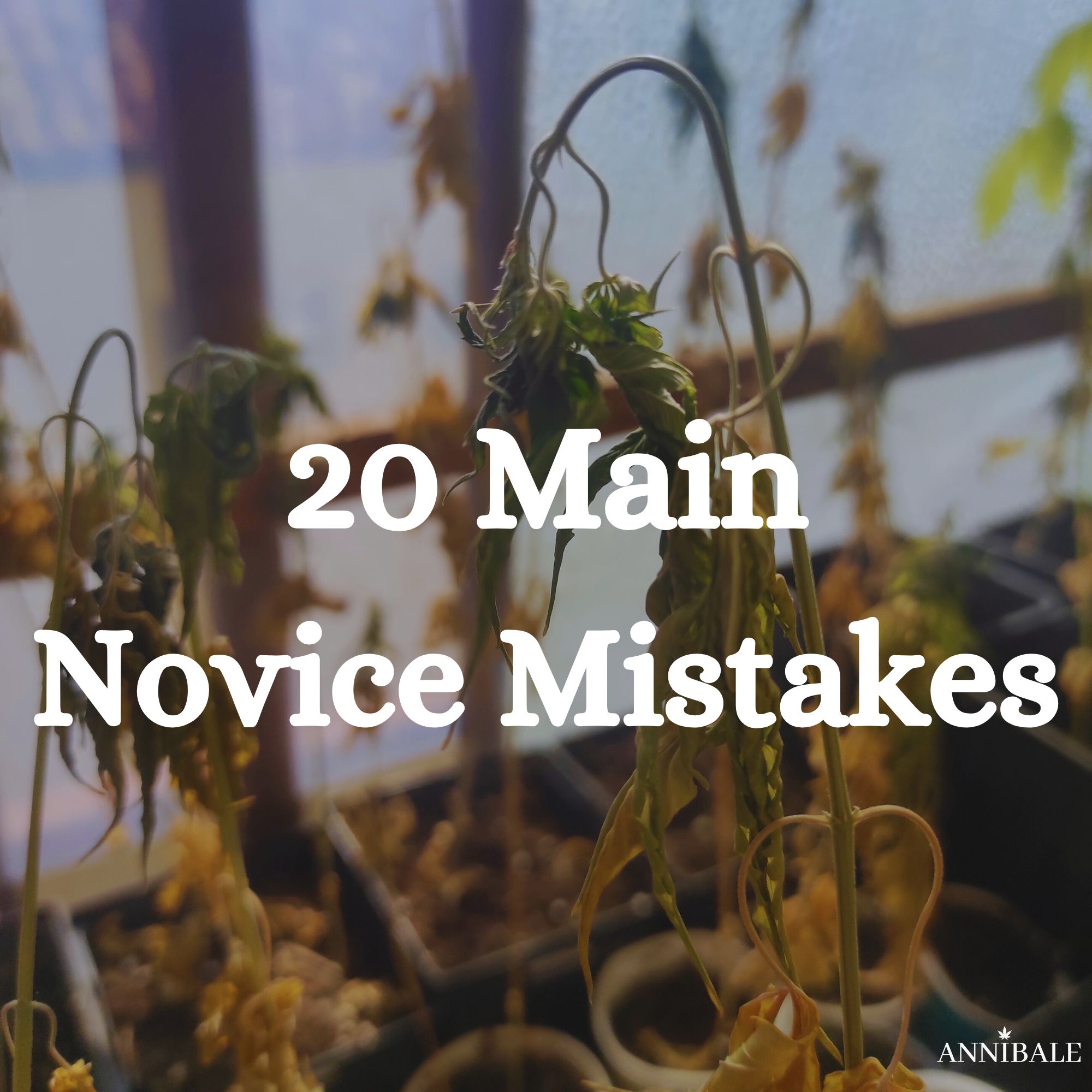 20 common Novice Mistakes Cannabis Grow