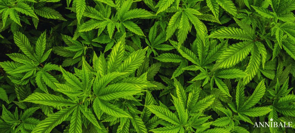 Outdoor Genetics Anti Botrytis