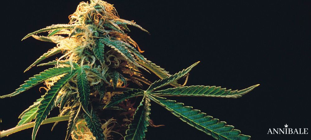 Outdoor Genetics No Botrytis