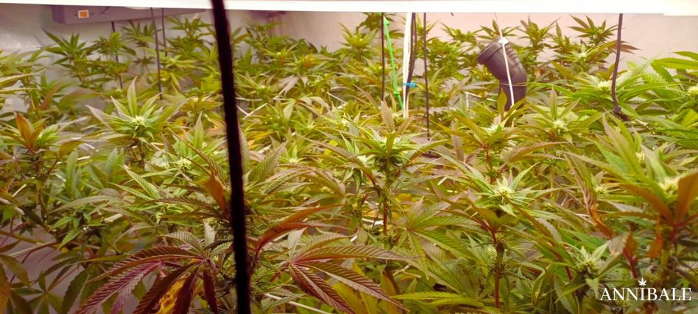 Principali Errori Nella Coltivazione Della Cannabis Blue Martini Wet Grow
