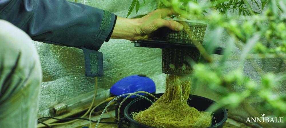 Principali Errori Nella Coltivazione Della Cannabis Radici