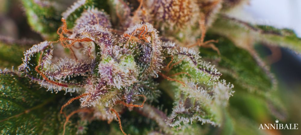 Rainbow Sherbet 11 (rs11) Strain Outdoor Harvest Weed