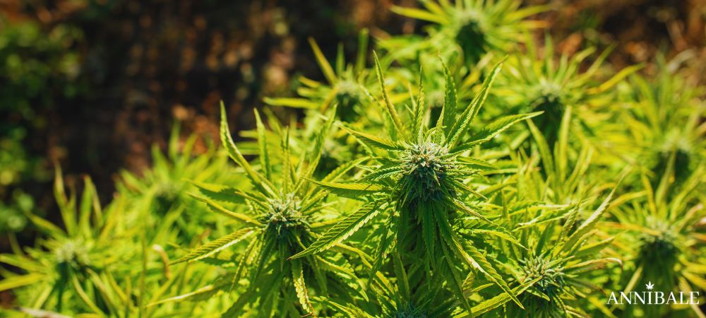 Semi Cannabis Facili Coltivare Adatti Principianti