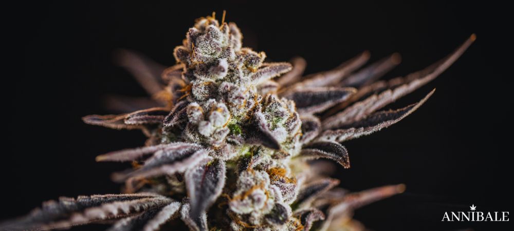 Sunset Sherbet Strain Indoor Harvest Weed