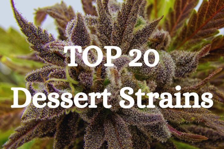 Top 20 Dessert Strains Cannabis Seeds