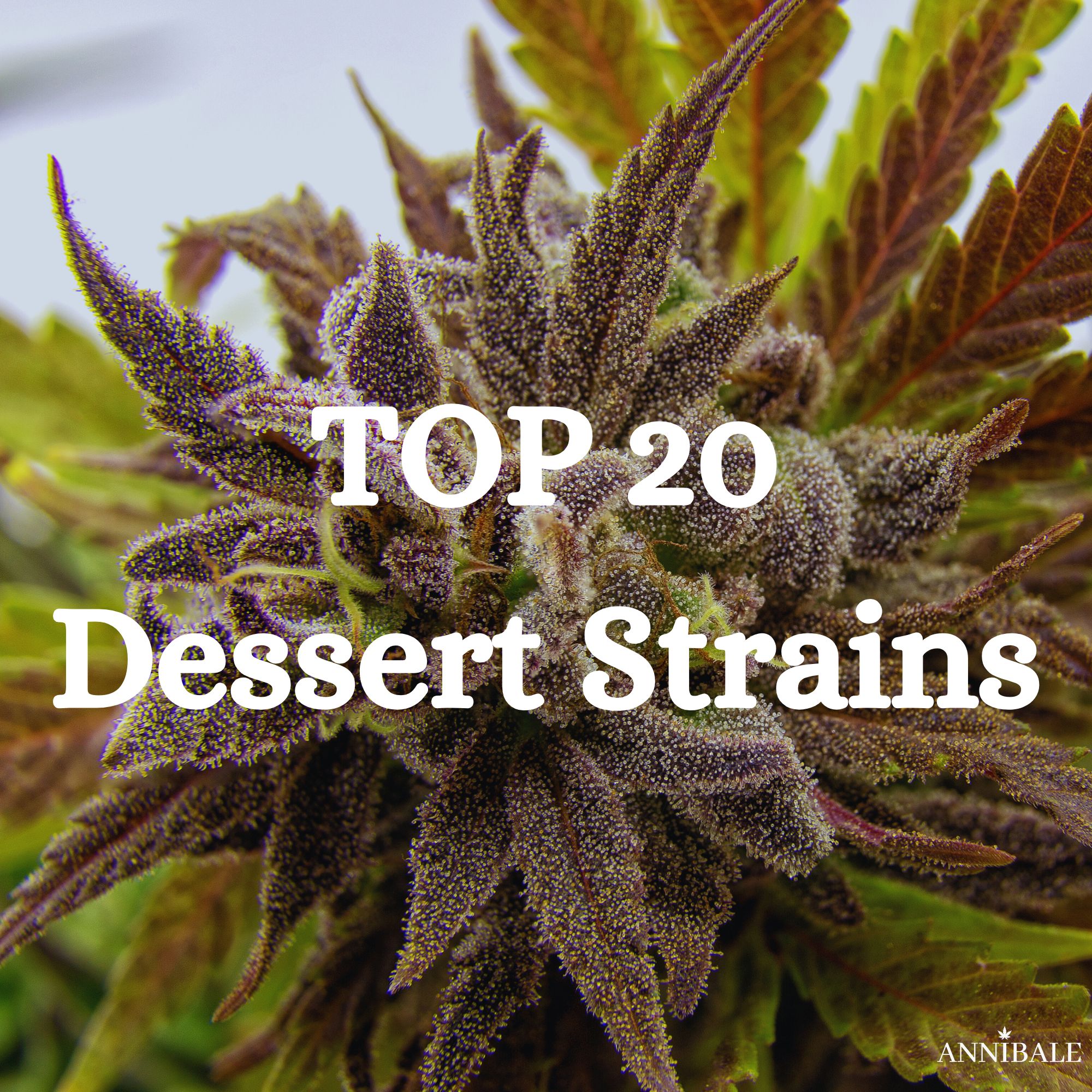 Top 20 Dessert Strains Cannabis Seeds