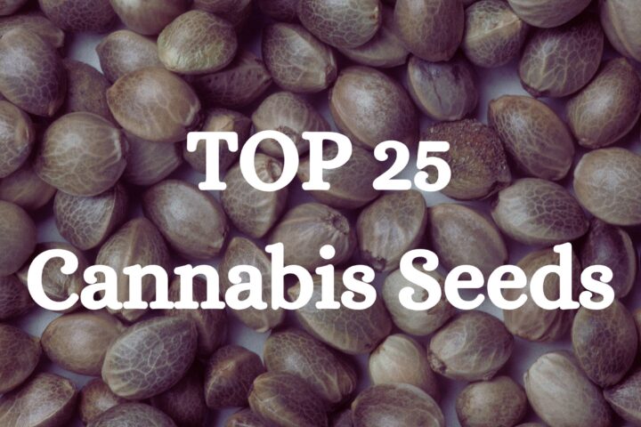 top 25 cannabis seeds 2026