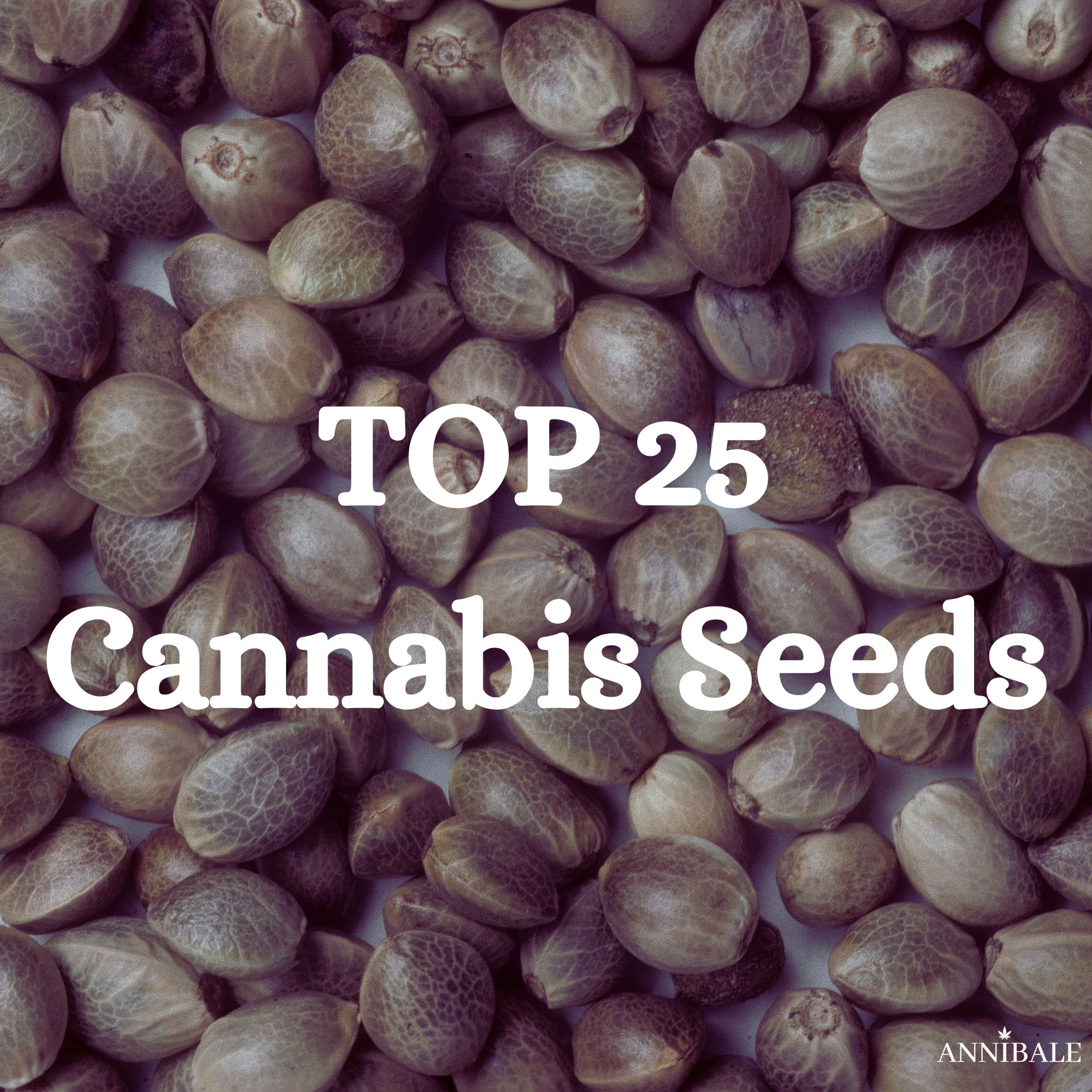 top 25 cannabis seeds 2026