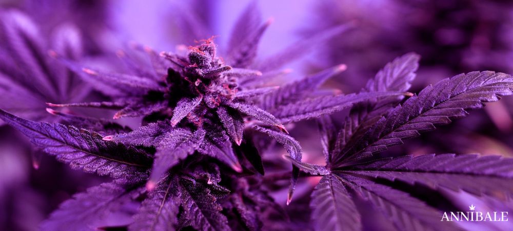 tropicanna 2026 weed strain seeds
