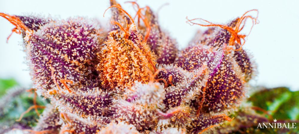 tropicana hash fresh frozen