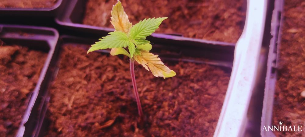Vpd Burn Leaf Cannabis Annibale Seedshop