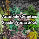 2026 cannabis seeds sales offers