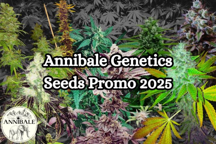 2026 cannabis seeds sales offers