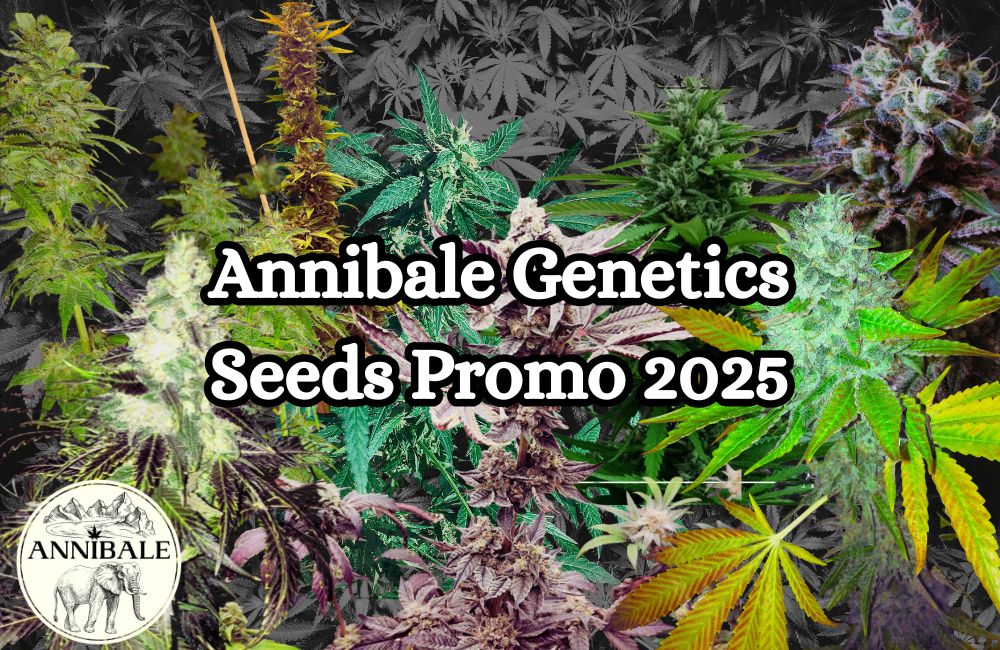 2026 cannabis seeds sales offers