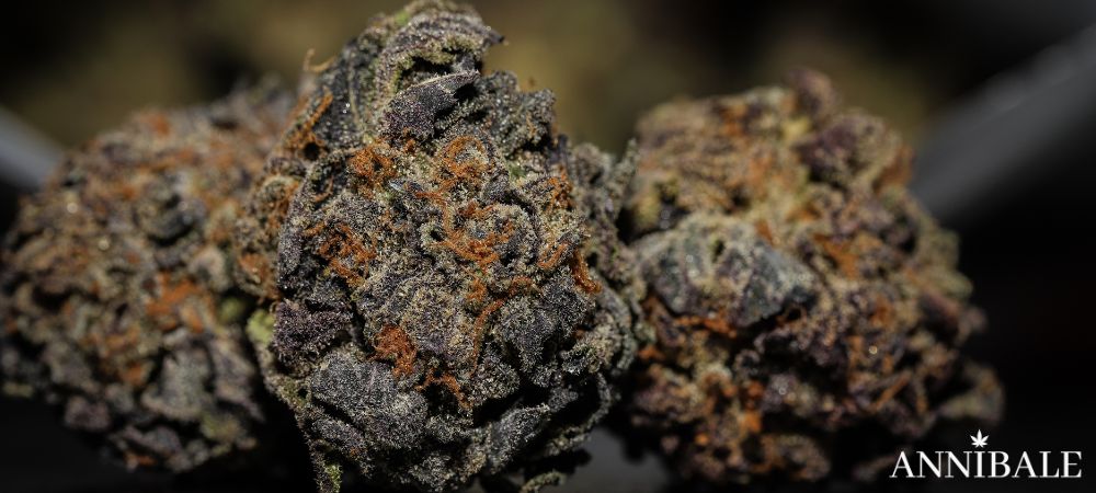 Erba Cannabis Living Soil Compost Tea