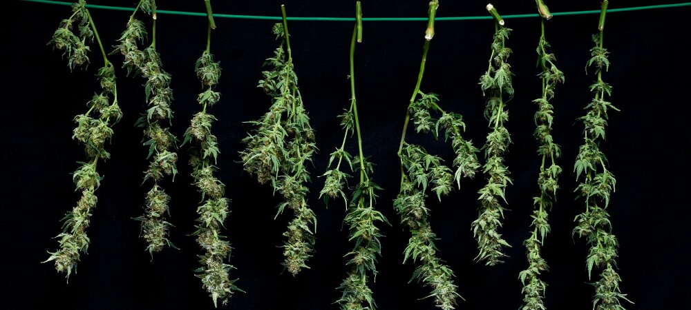 Essicazione Cannabis Cold Curing