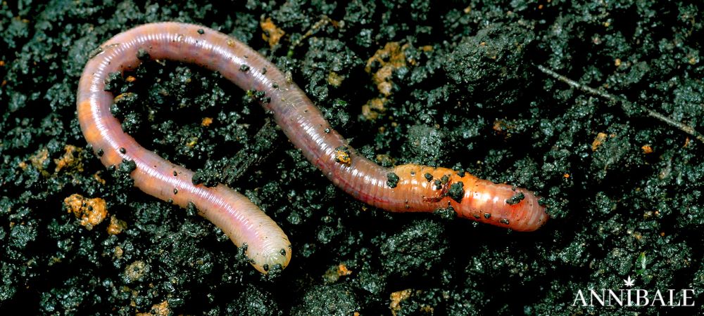 Humus Lombrico Living Soil Compost Tea