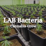 Lab Bacteria Cannabis Grow