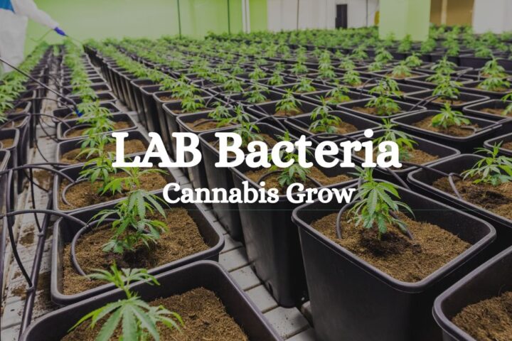 Lab Bacteria Cannabis Grow