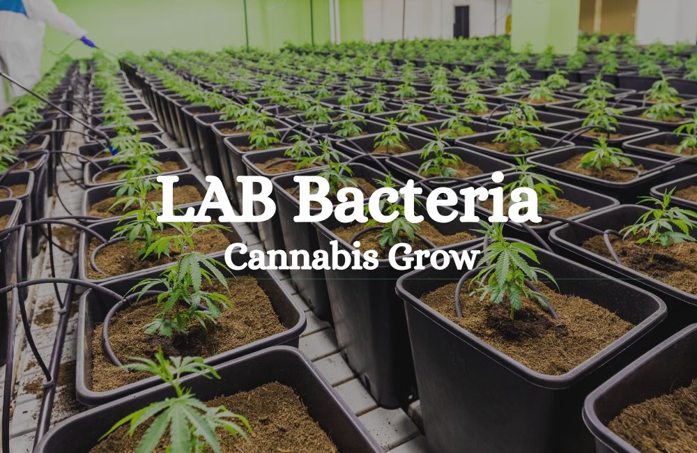 Lab Bacteria Cannabis Grow