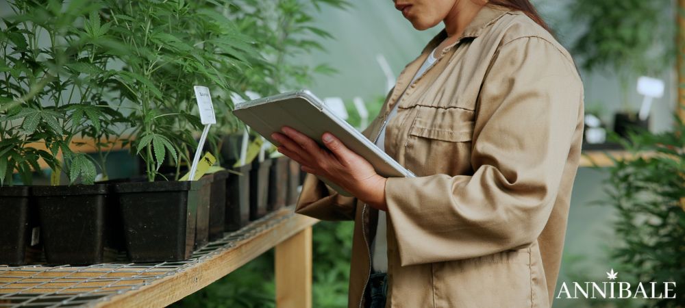 Lab Cannabis Bacilli Lattici Coltivazione Erba (1)
