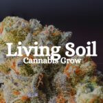 Living Soil Cannabis