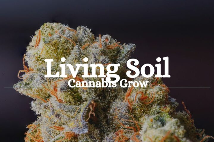 Living Soil Cannabis