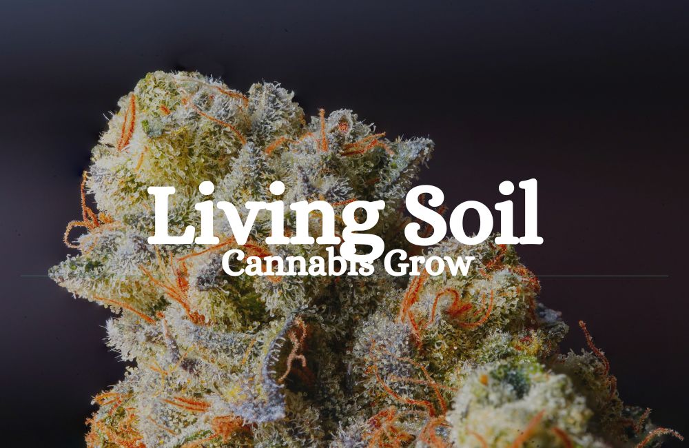 Living Soil Cannabis