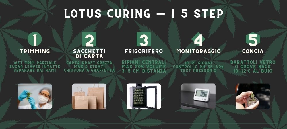 Lotus Curing Cannabis Marijuana Steps Cold Fridge