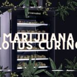 Marijuana Cannabis Lotus Cold Curing Guide