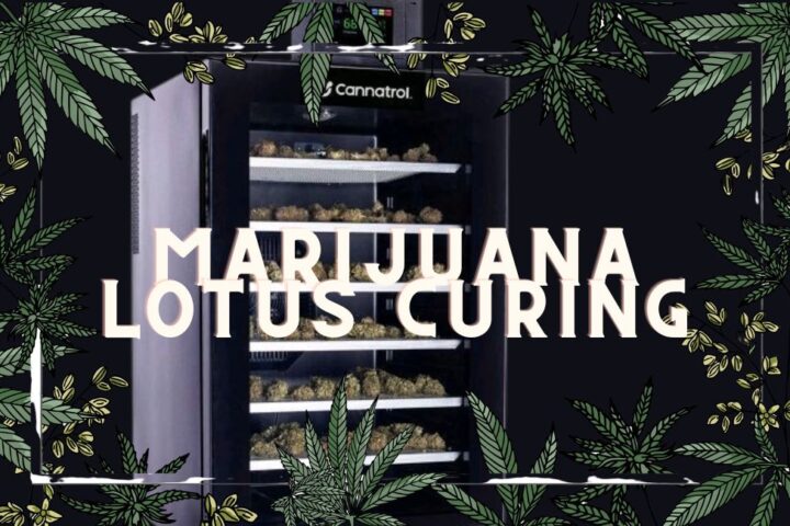 Marijuana Cannabis Lotus Cold Curing Guide
