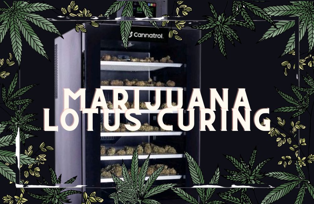 Marijuana Cannabis Lotus Cold Curing Guide
