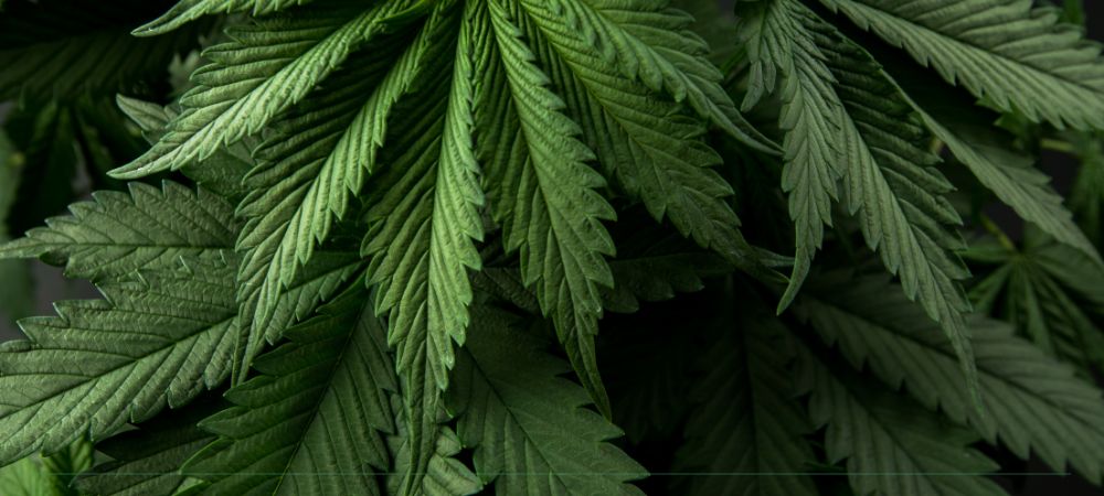 Ph Ec Correct Parameters Cannabis Grow Best Cannabis Leaf