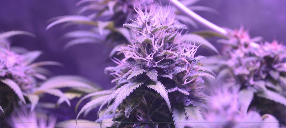 ph ec corretto pianta cannabis sana