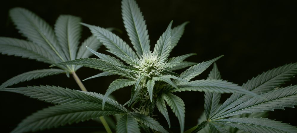 ph perfetto ec giusto foglie sane cannabis