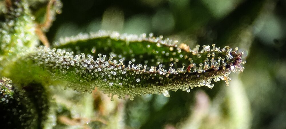 Trichomes Cannabis Cold Curing